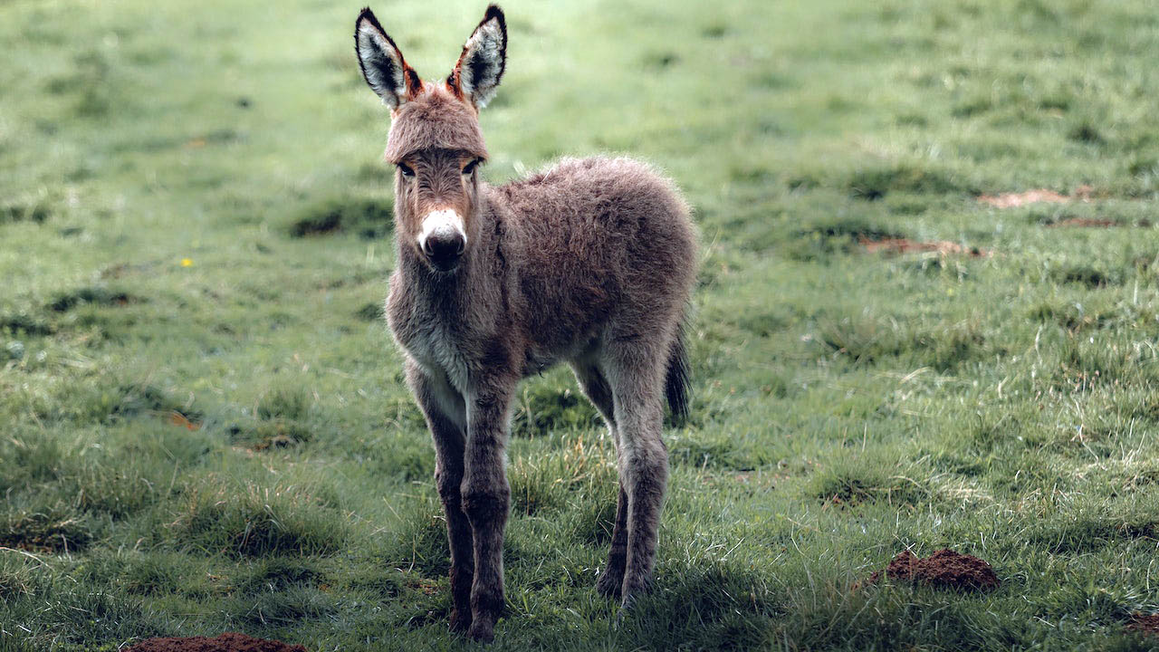 How Much Land Does A Miniature Donkey Need? Donkey