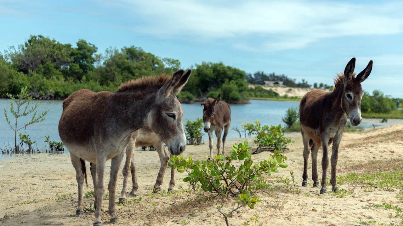 What is the Plural of Donkey? Donkey