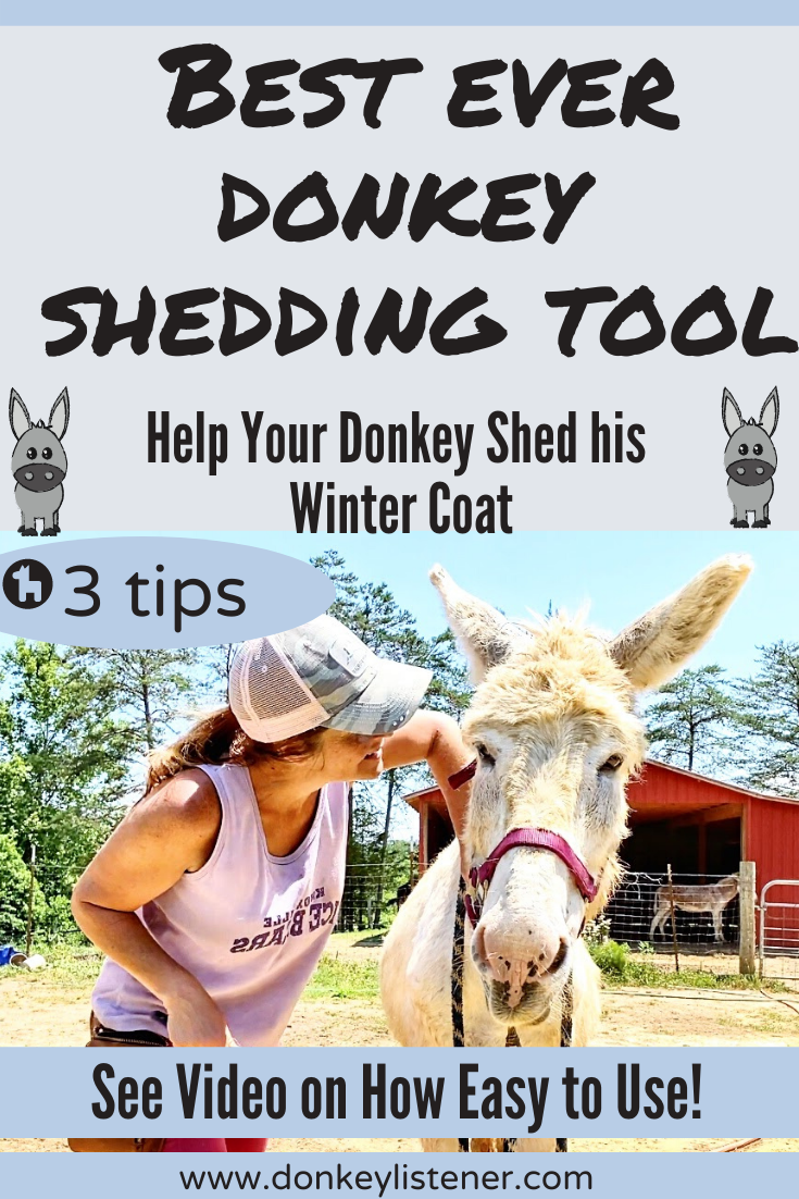shedding tool for donkeys and when do donkeys shed winter coat