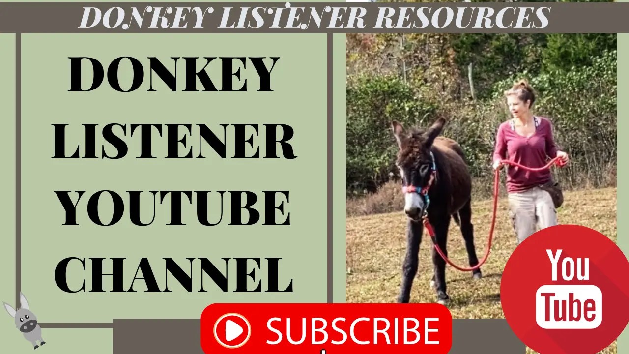 Gelding a donkey what to expect and aftercare tips