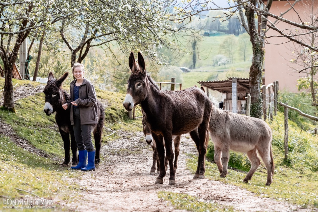 The Donkey Paradise | Giving Sanctuary To Older And Retired Donkeys