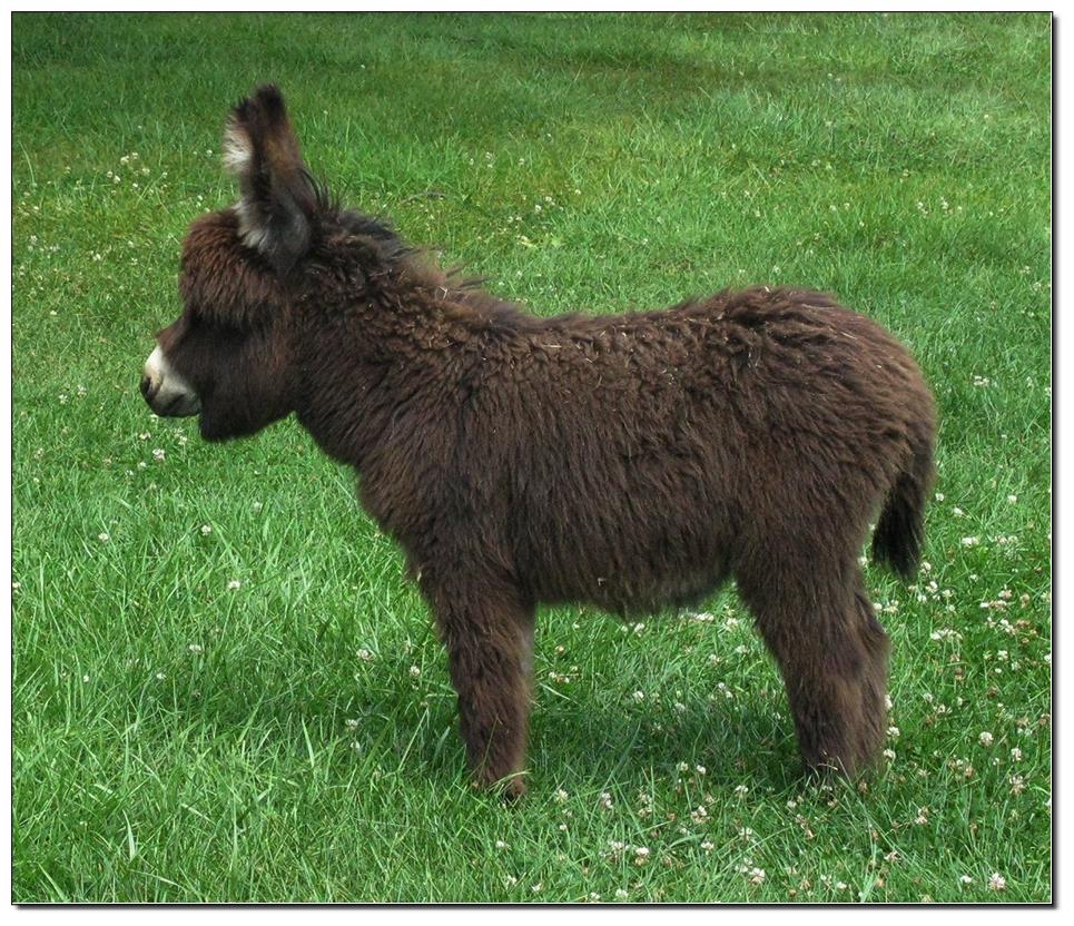 2017 Miniature Donkey Foals Miniature Donkeys at The Elms Farm