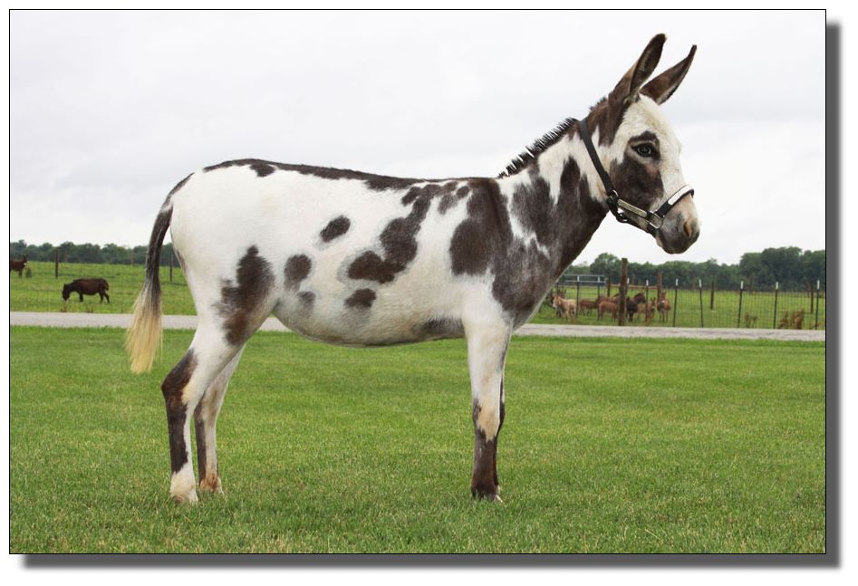 Sale Catalog of The Great American Miniature Donkey Sale 2009 in Lebanon,OhioLots 1 through 11