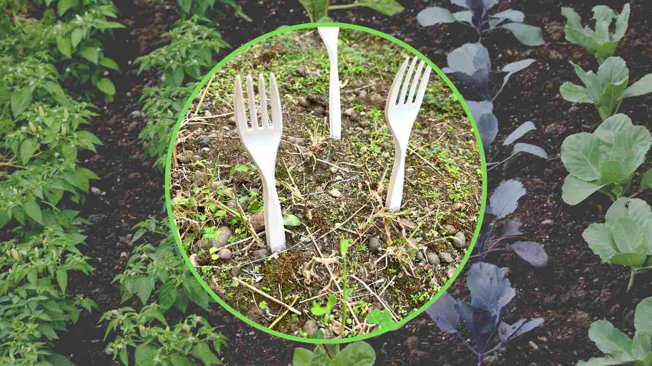 Plastic forks in the garden, all gardeners are starting to do it the