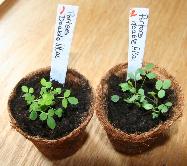 Rose Grower Tries Growing from Seed! Donna Balzer