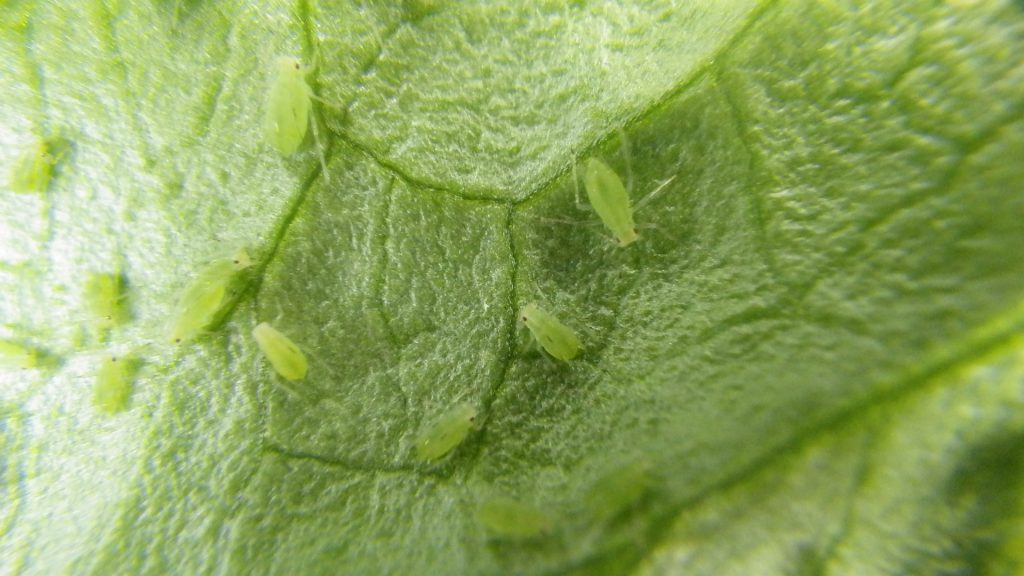 What Price Organic? Beneficial Bugs in my Greenhouse Donna Balzer