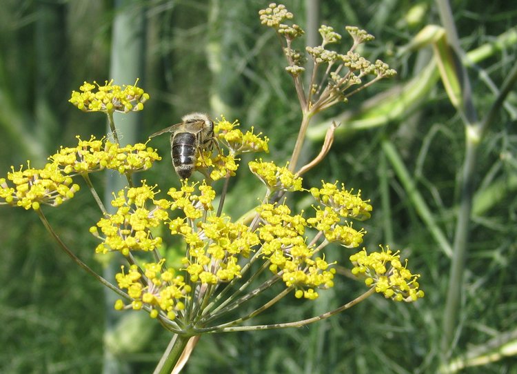MUSHROOMS WILL SAVE BEES Donna Balzer