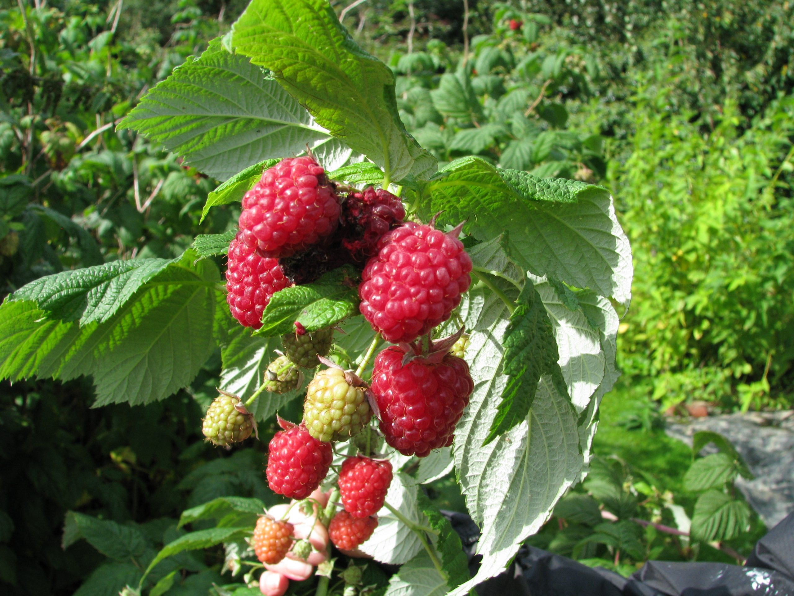 Raspberry Trouble I am not alone with bad raspberries this year