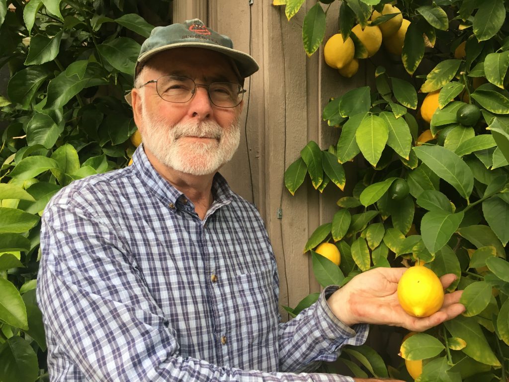 How Do You Get Lemon Trees Through Winter? - Donna Balzer