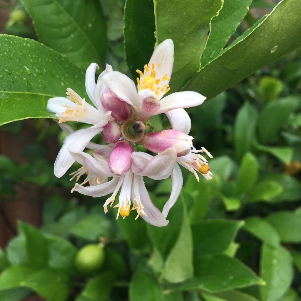 Lemons Fresh From the tree in Canada! Donna Balzer