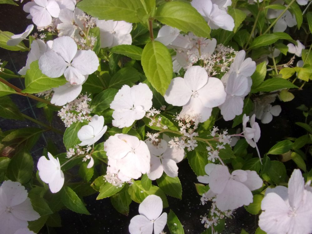 Hydrangea macrophylla Runaway Bride®