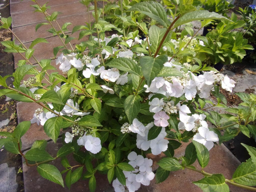 Hydrangea macrophylla Runaway Bride®