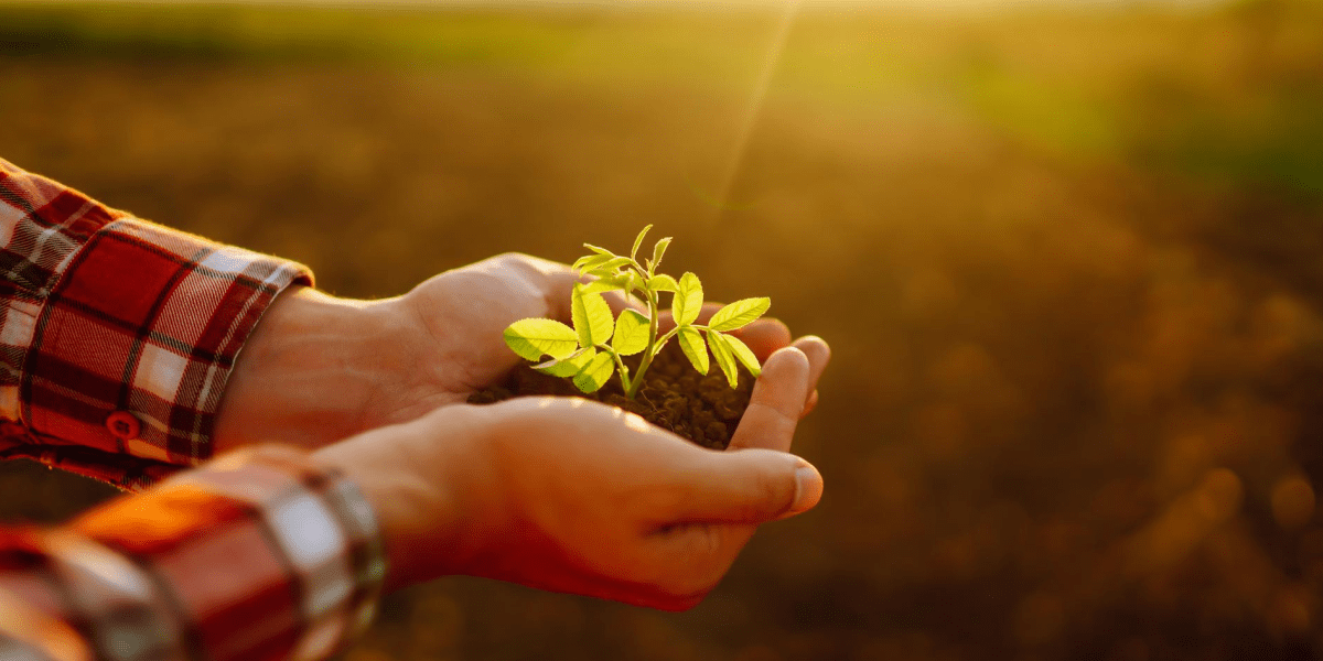 Harvesting Hope Cultivating Gratitude in a Year of Unmet Goals DonorWerx