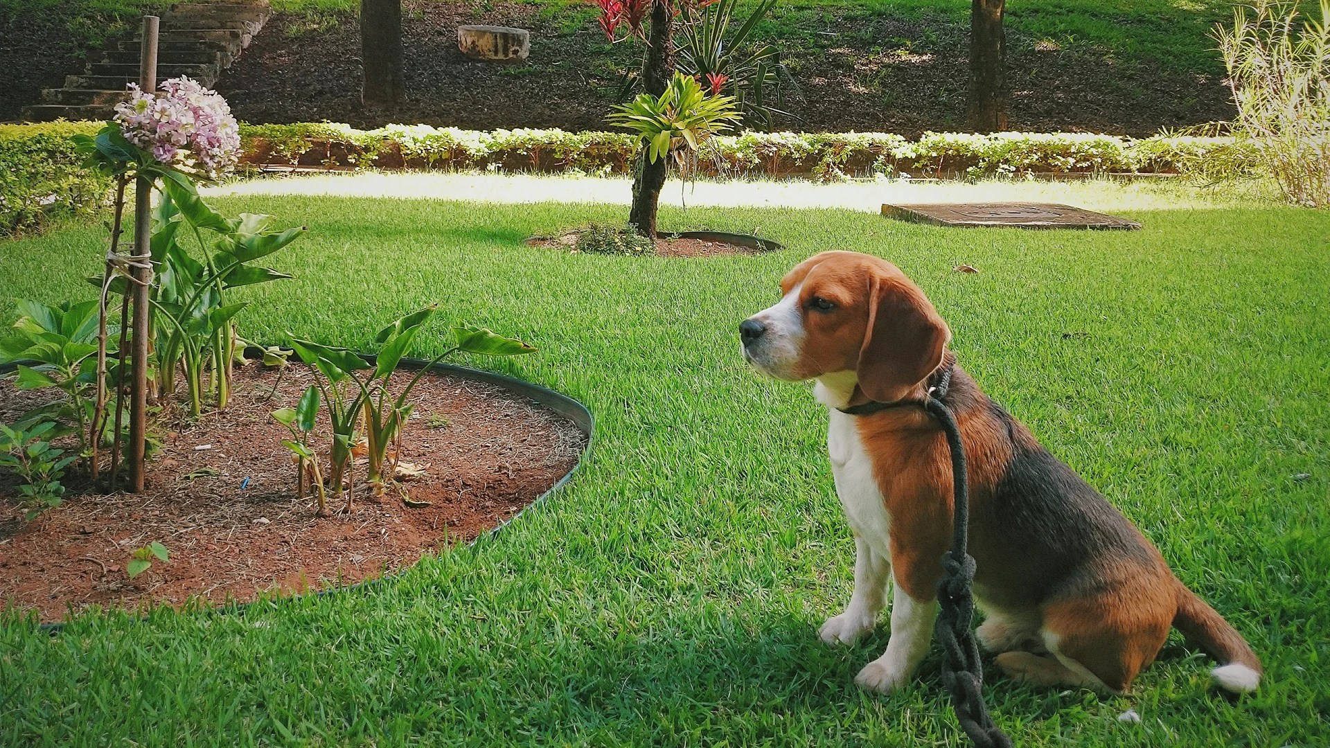 Grub Gone, Pets Happy The Pet Safe Grub Killer Guide