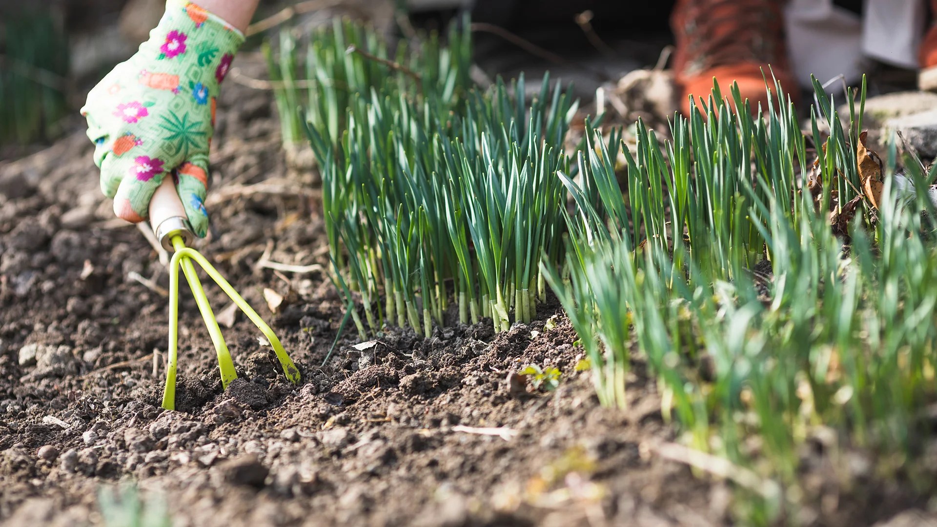 Does Grub Killer Kill Grass? Uncover the Truth!