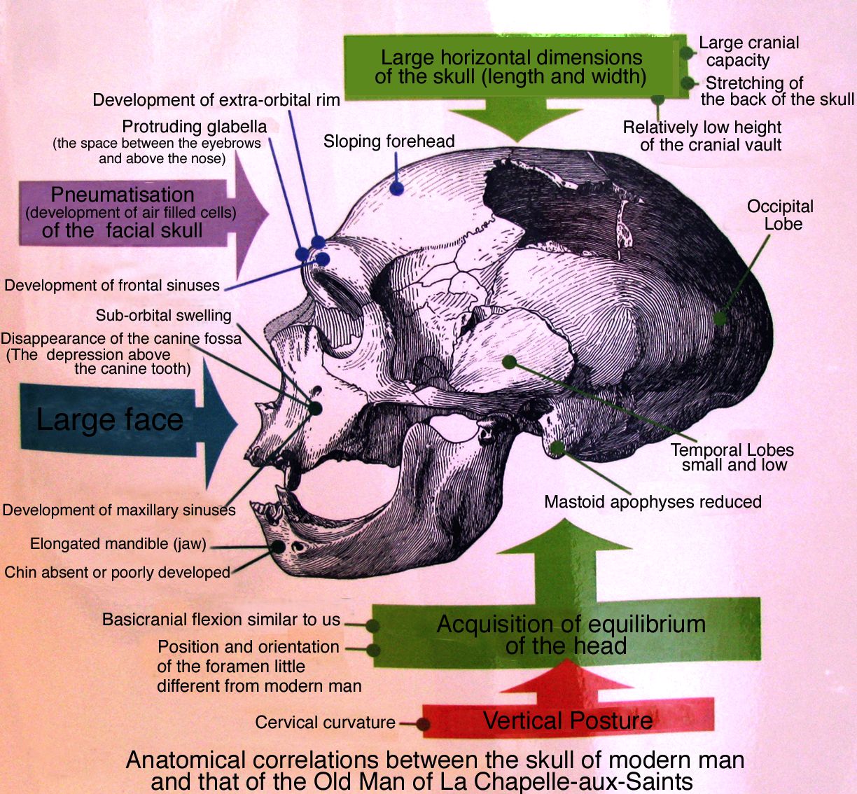 ChapelleauxSaints the Neanderthal / Neandertal skeleton