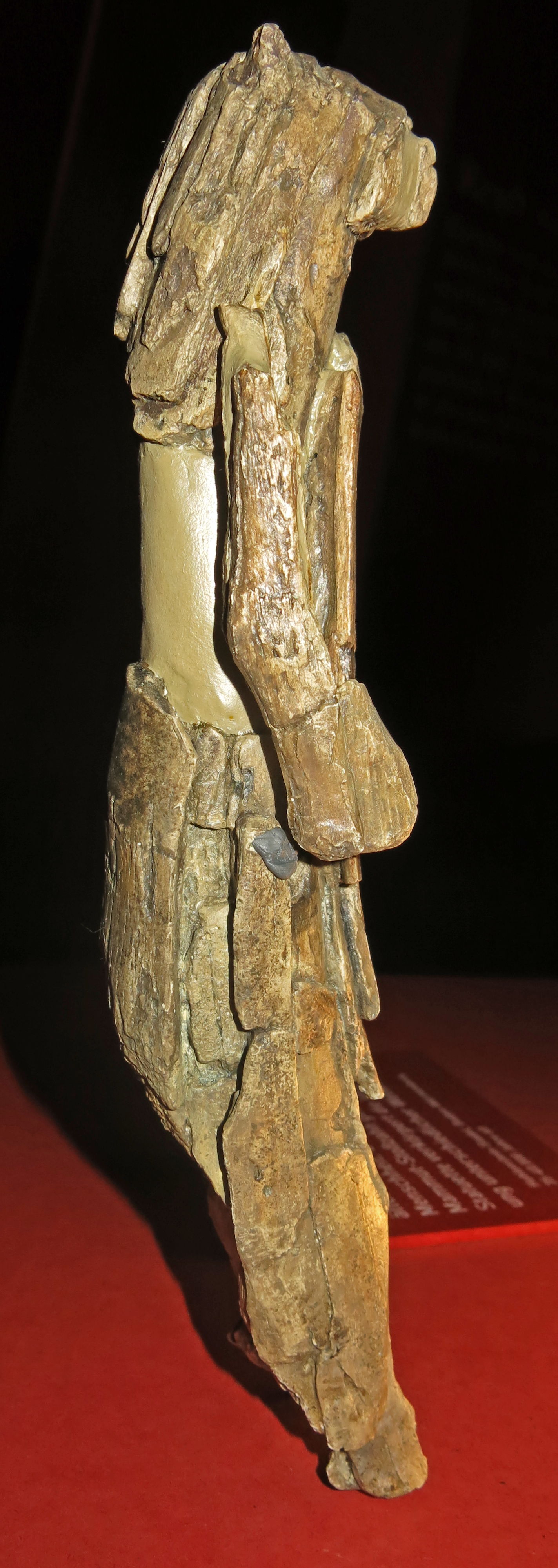 The Lion Man from Ulm