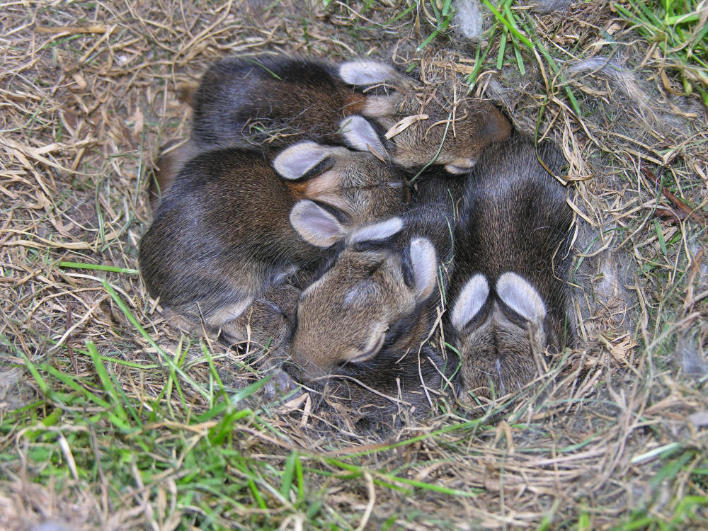 Photo of a bunch of baby bunnies huddled in their nest in the grass