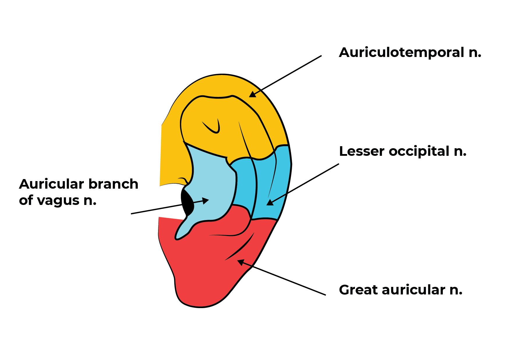 Ear innervationDFTB Don't the Bubbles