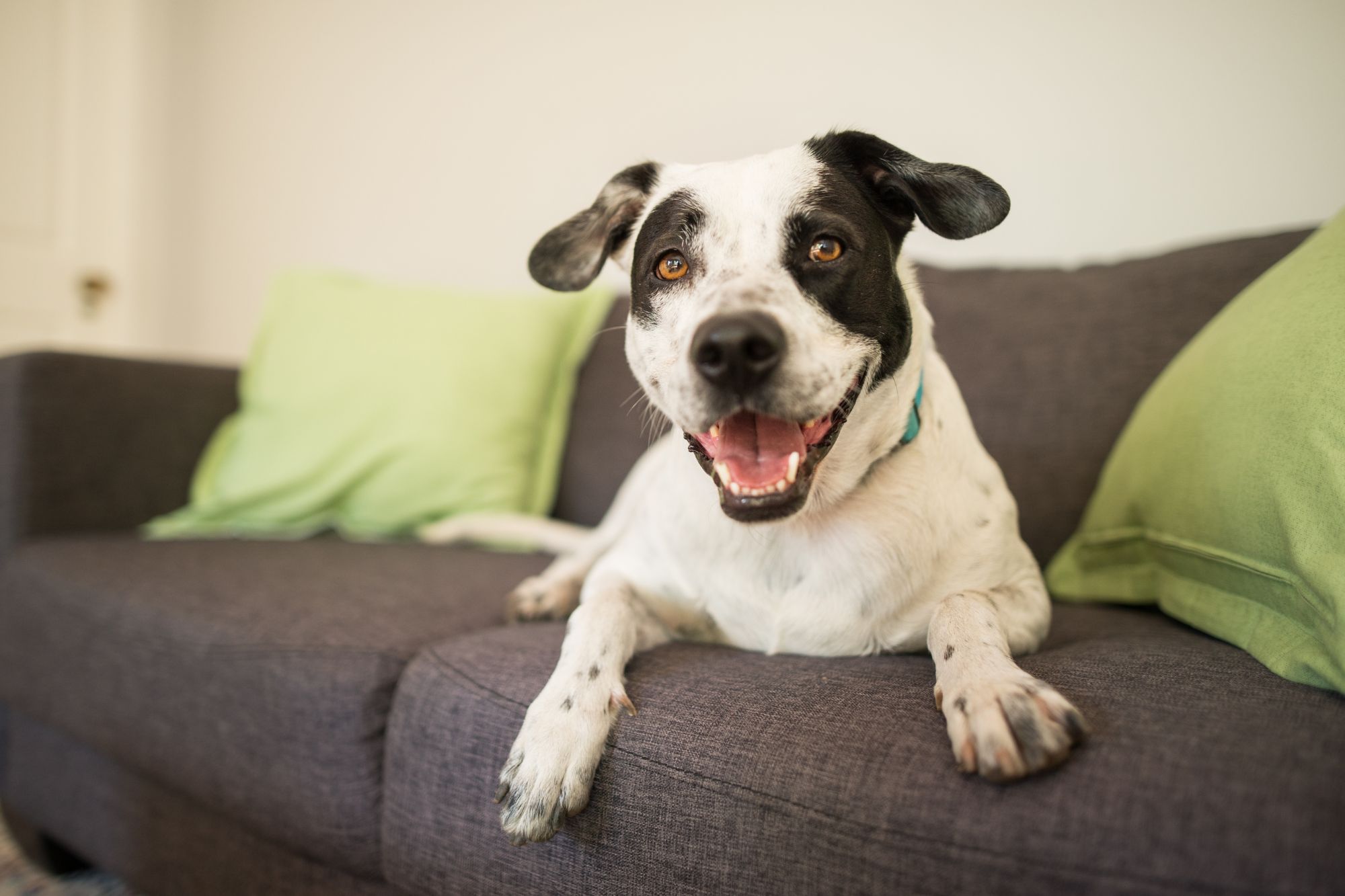 The Ins and Outs of PetInclusive Insurance Don't the Pets