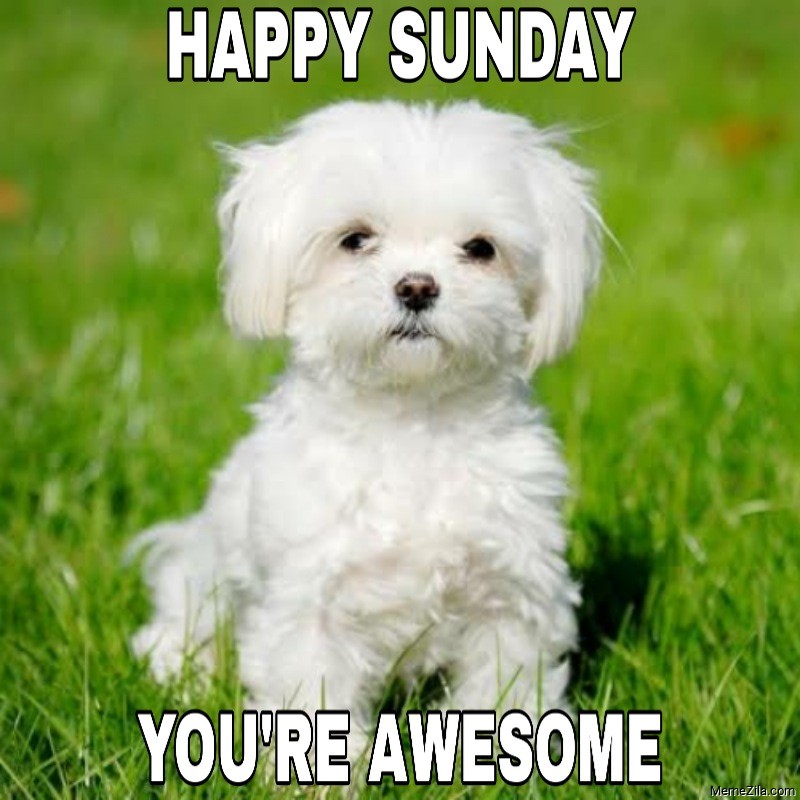 50+ Funny Happy Sunday Memes That Are Perfect for Lazy Sundays