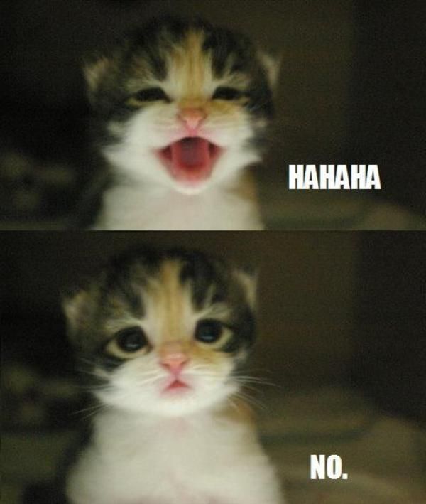 50+ Funny No Memes For People Who Cannot Say a No to Someone