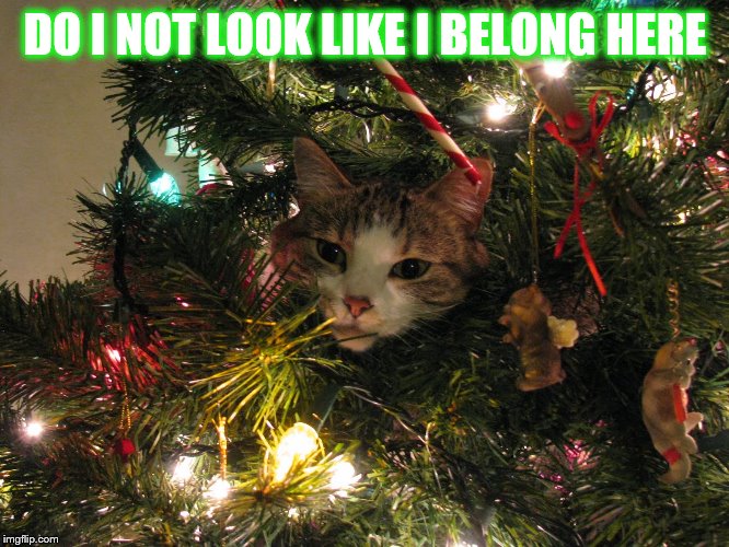 50+ Funny Christmas Decoration Memes You Will Fall in Love With