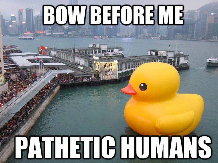 50+ Funny Duck Memes That Will Make You Quack All Day