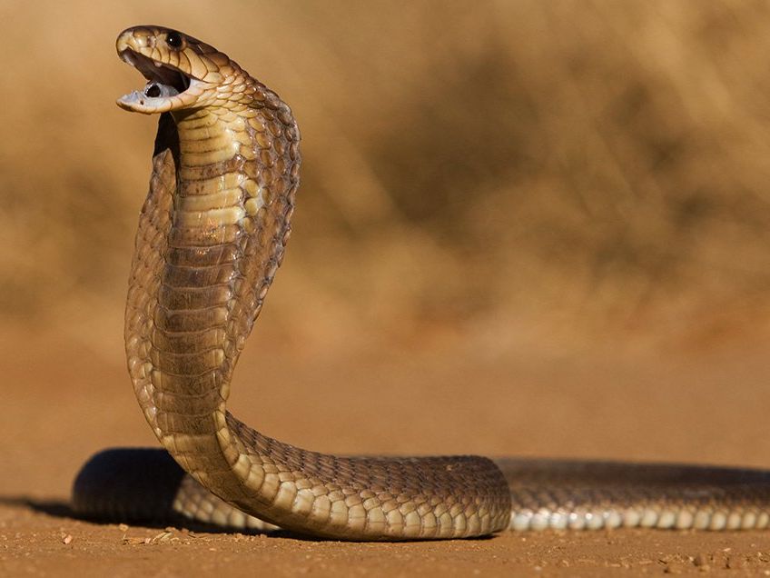 Family In UP Accidentally Burns Down Their Home While Trying To Smoke