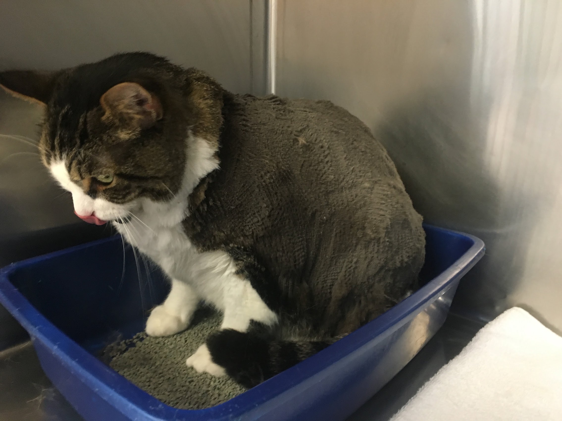 Why is My Cat Urinating Outside the Litter Box Don't