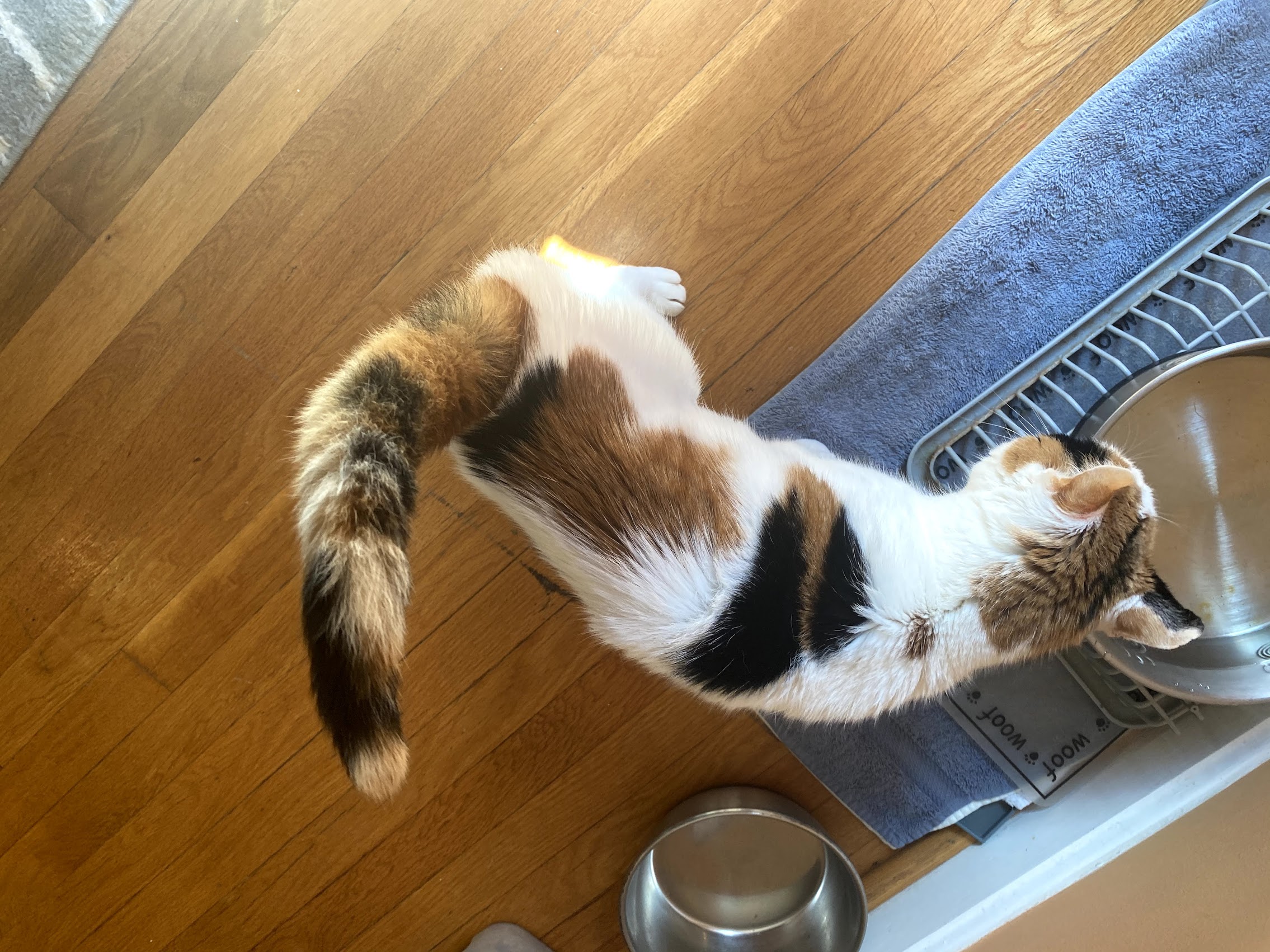 Ways to Manage Arthritis in Cats Don't Grab the Cat