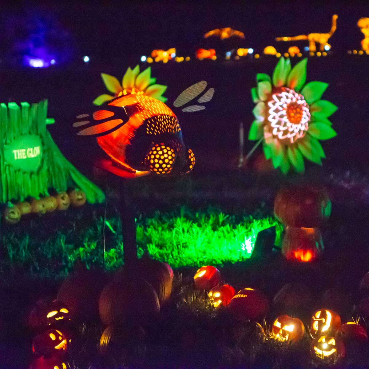 THE GLOW Charlotte A Review Don't Just Fly