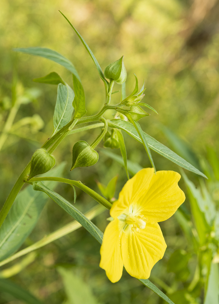 Native Louisiana Plants at Vista Farm Don't Kill My Weeds