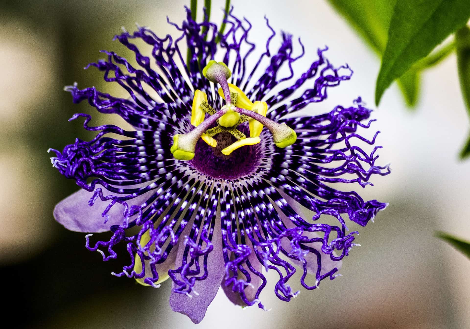 Purple Passion Flower Don't Panic, Do This