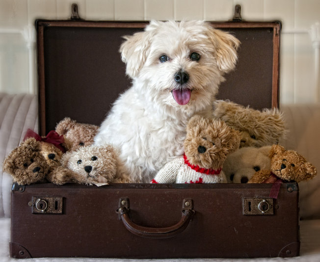 Tips for pet transport and dog flights be smart while you help animals