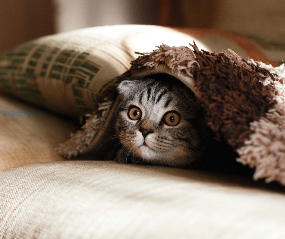 The World's First Smart Pet Thermometer | Mella Pet Care - Doobert