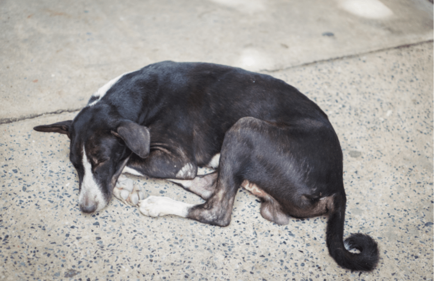 Can Parvo in Dogs Cause Permanent Damage? ARPA Animal Rescue