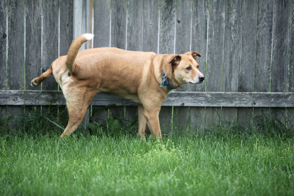 Diabetes in Dogs Mellitus vs. Insipidus Doobert