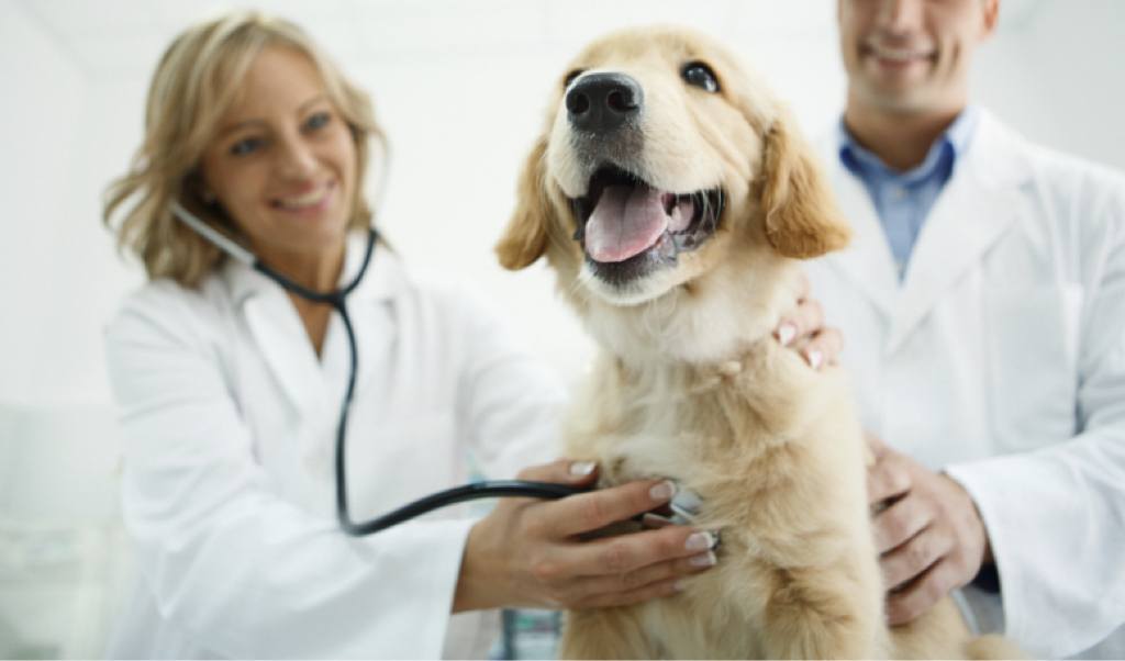 Colitis in Dogs Causes, Symptoms, Treatment Doobert