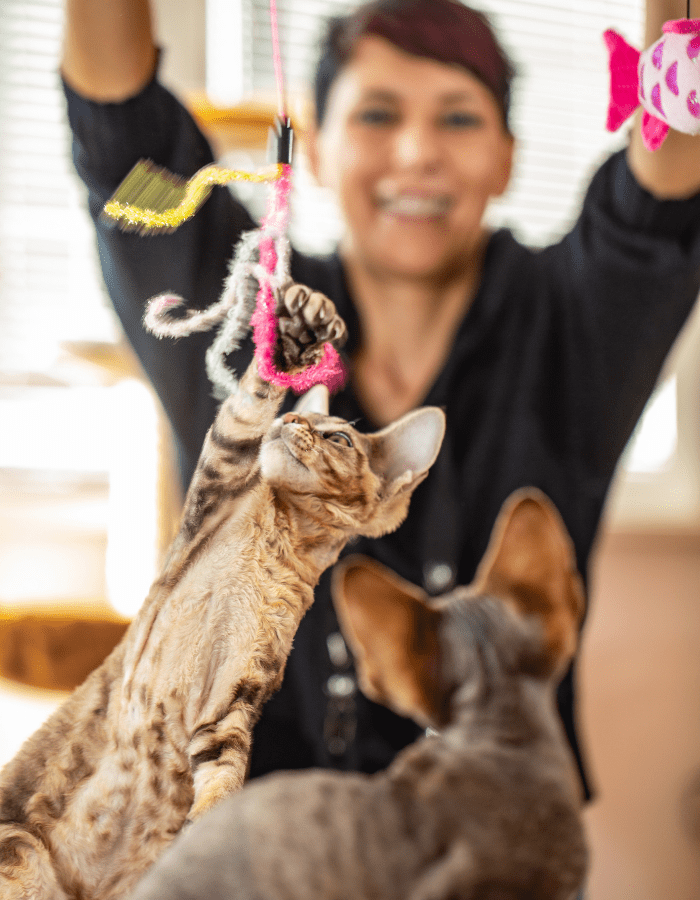 Canine Distemper VS. Kennel Cough Doobert