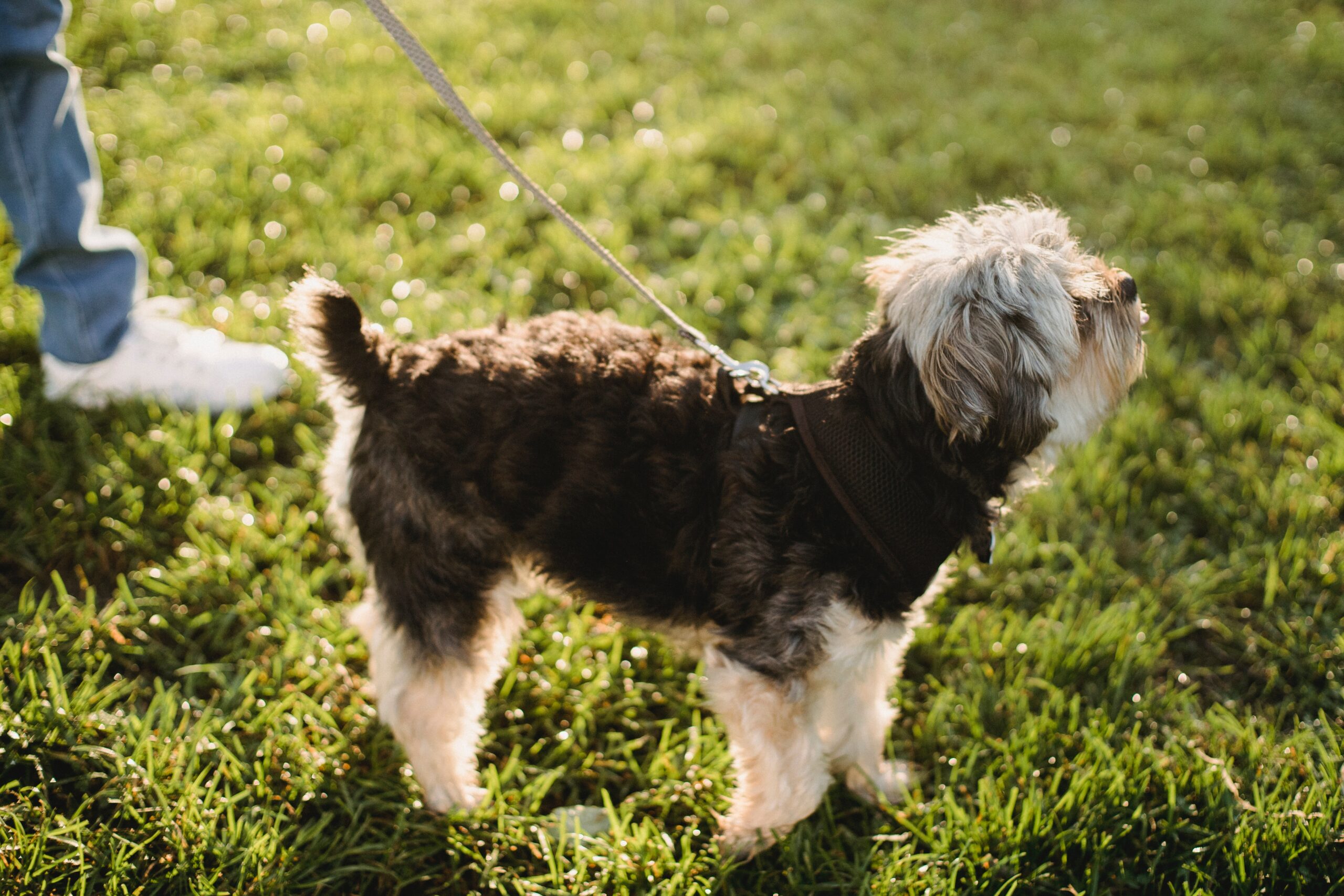 Tips To Stop Your Pooch From Pooping in the Grass Doo Care
