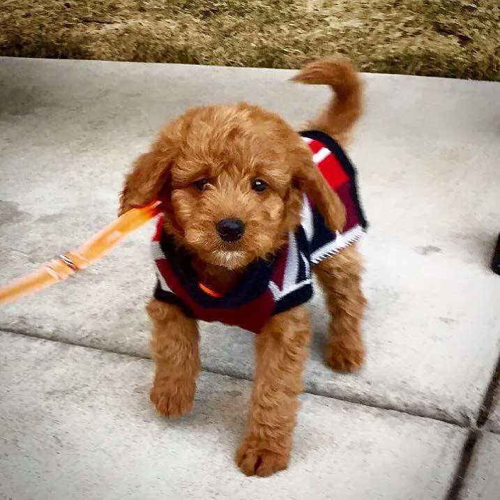 Puppy PhD » Doodle Country Mini Goldendoodles