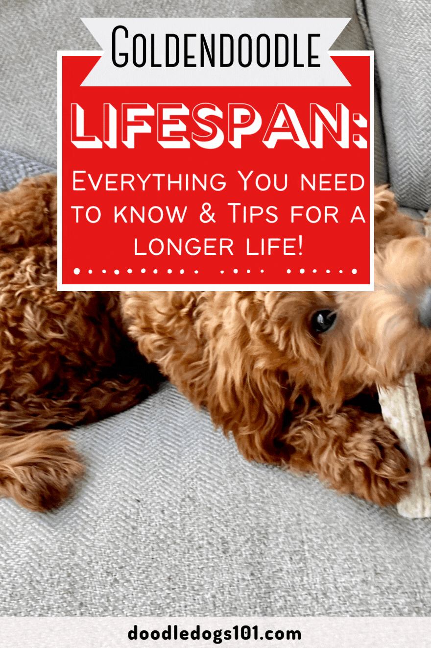 Goldendoodle Lifespan Everything You Should Know + Tips for a Longer Life