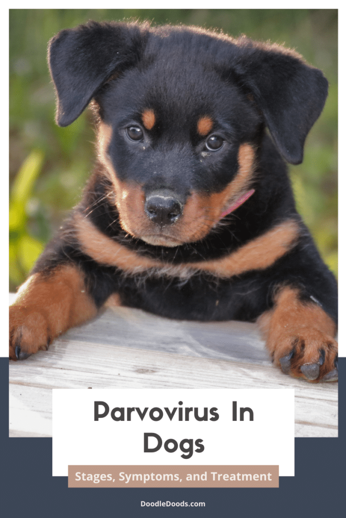 Parvo In Dogs Stages, Symptoms, and Treatment Doodle Doods