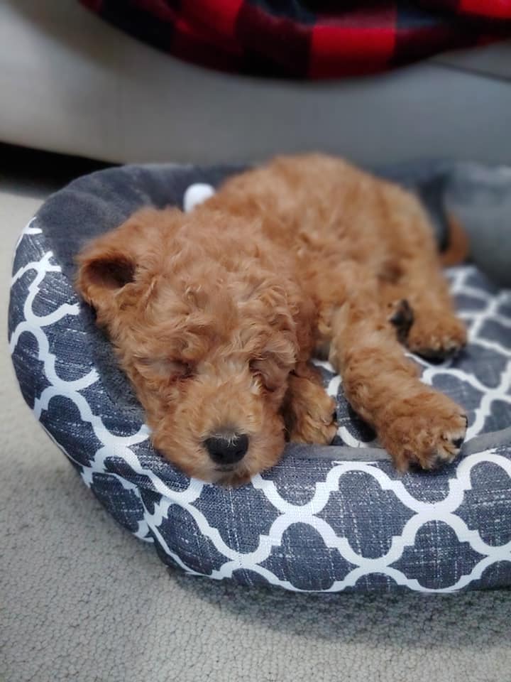 Milo's Growth Record Doodle Doods