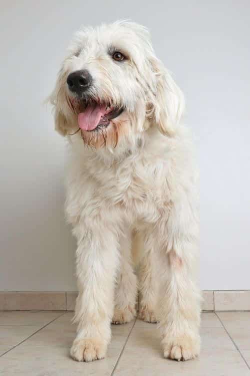 Pyredoodles 101 An Intro to the Great PyreneesPoodle Mix Doodle Doods