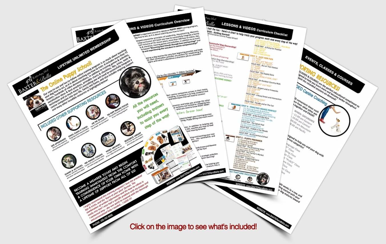 Baxter And Bella The Online Puppy School Review Doodle Doods