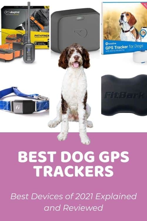 What Is The Best Dog Tracking Device