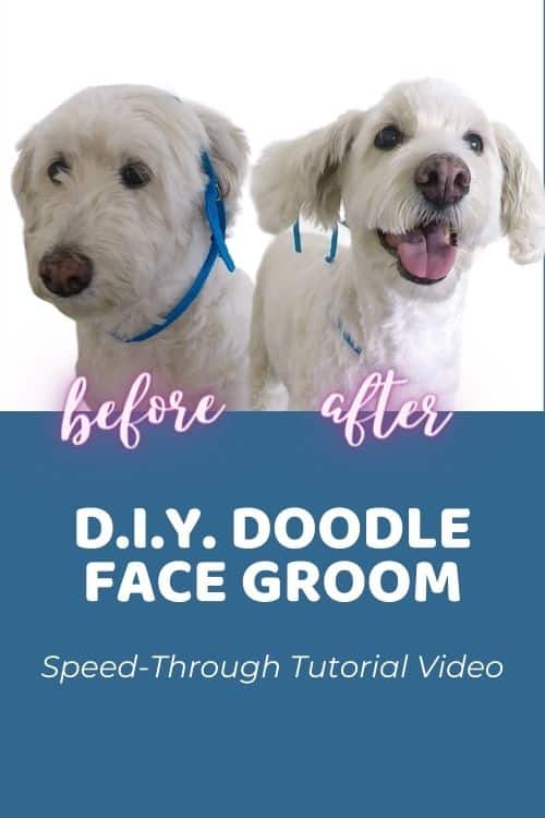 How To Groom A Goldendoodle At Home Video Tutorial StepByStep Guide!