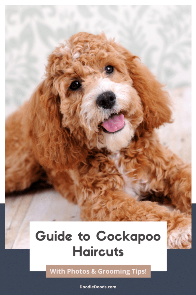 Guide to Cockapoo Haircuts With Photos & Grooming Tips! [2022]